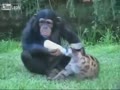 山猫の子供の面倒を見るチンパンジー