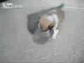 子猫と子犬の喧嘩