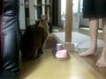 ねこでもできます