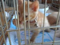 保護猫トリオの成長日記。７月９日