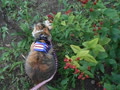 散歩猫みけちゃん～謎の赤い実を気にする❣７月３０日