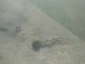 Jellyfish at VB marina