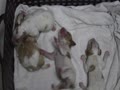 ２０２４年フランスブルトン（ブリタニースパニエル）ソロの子犬達4月生まれ